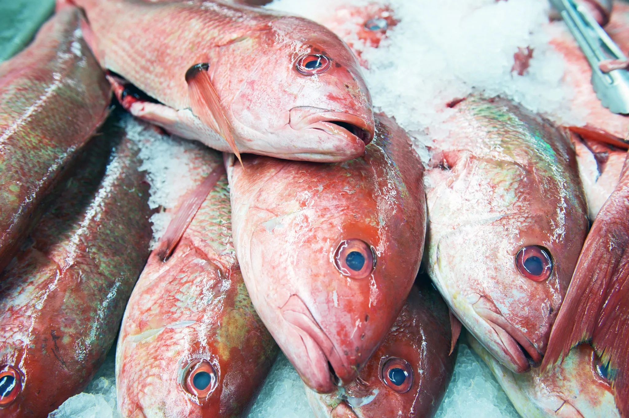 charleston world-class food scene