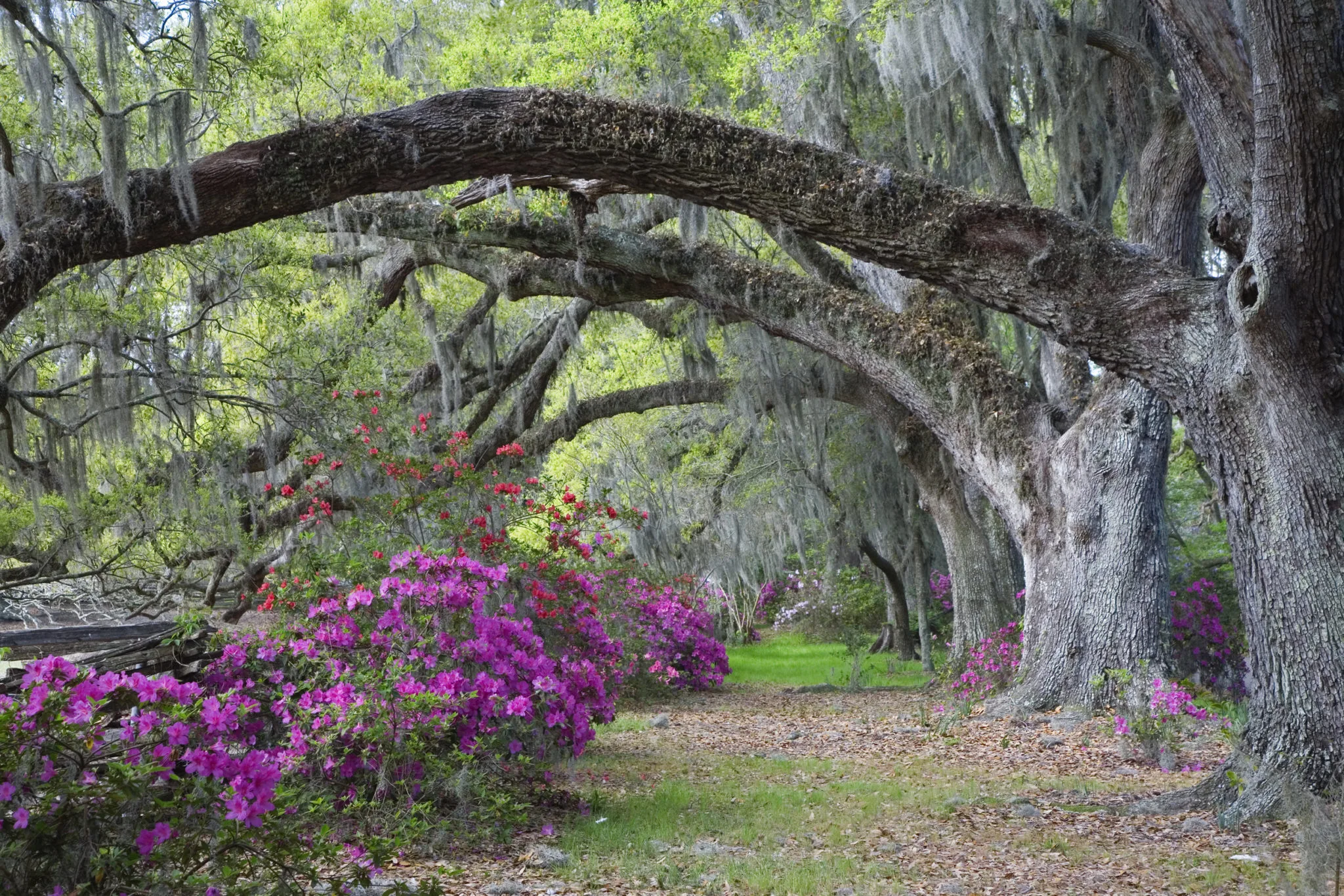 colorful azaleas and live oaks at magnolia plantation in charleston sc
